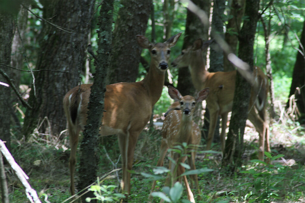 deer chapel