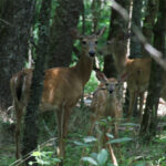 deer chapel